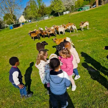 les enfants observent les moutons